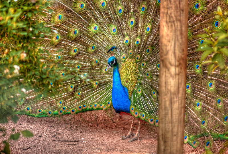 animaux